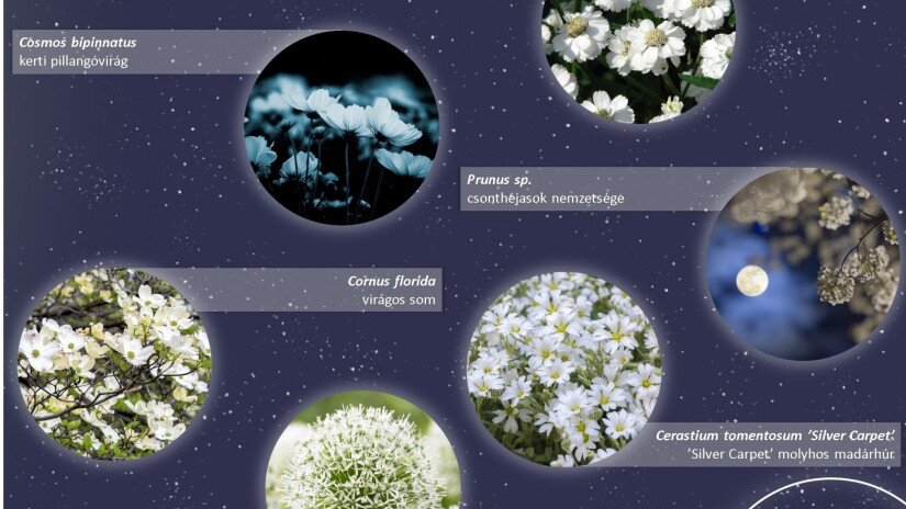 Holdfénykert - éjjel is virágzó növények