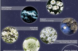Holdfénykert - éjjel is virágzó növények