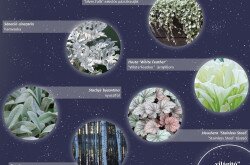 Holdfénykert - "világító" növények