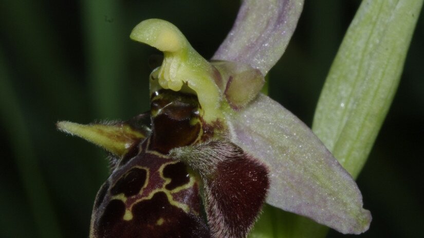 Holuby-bangó (Ophrys holubyana)