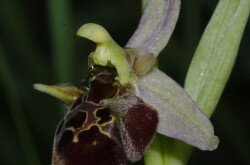 Holuby-bangó (Ophrys holubyana)