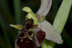 Holuby-bangó (Ophrys holubyana)