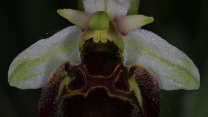 Holuby-bangó (Ophrys holubyana)