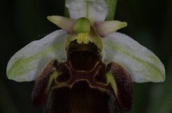 Holuby-bangó (Ophrys holubyana)