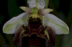Holuby-bangó (Ophrys holubyana)