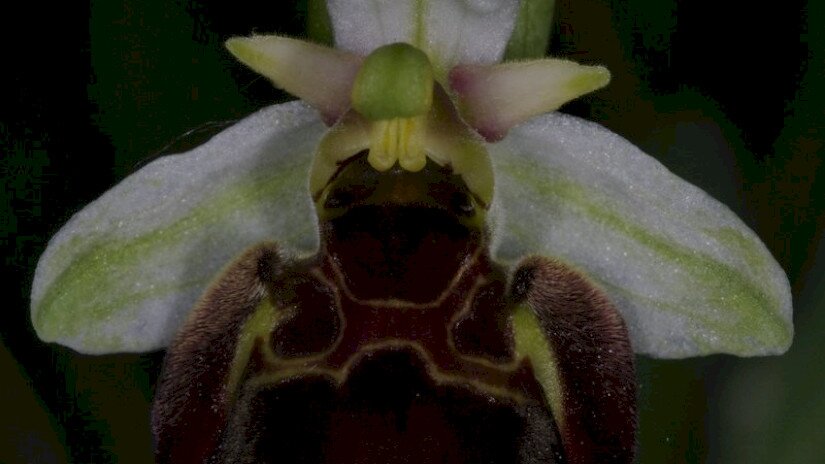 Holuby-bangó (Ophrys holubyana)