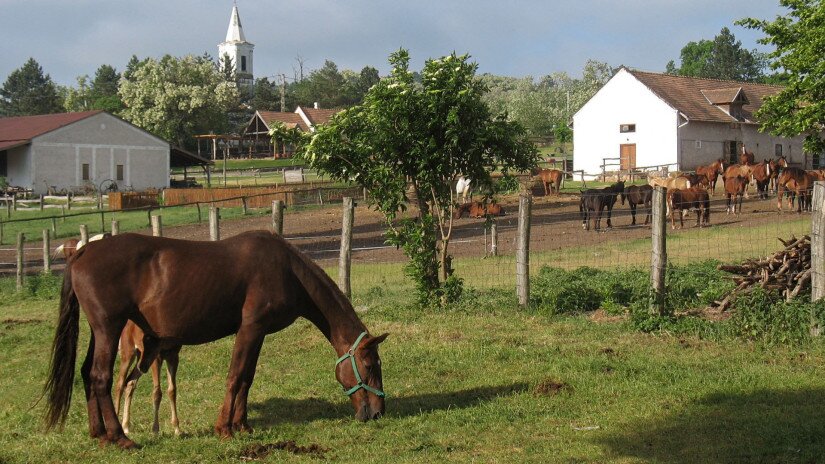 Horses at the Manor, Salföld