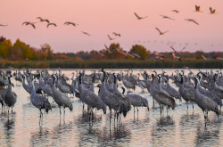 Hortobágyi Nemzeti Park – daruk hajnalban