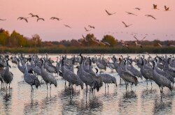 Hortobágyi Nemzeti Park – daruk hajnalban