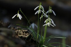 Hóvirág (Galanthus nivalis) 