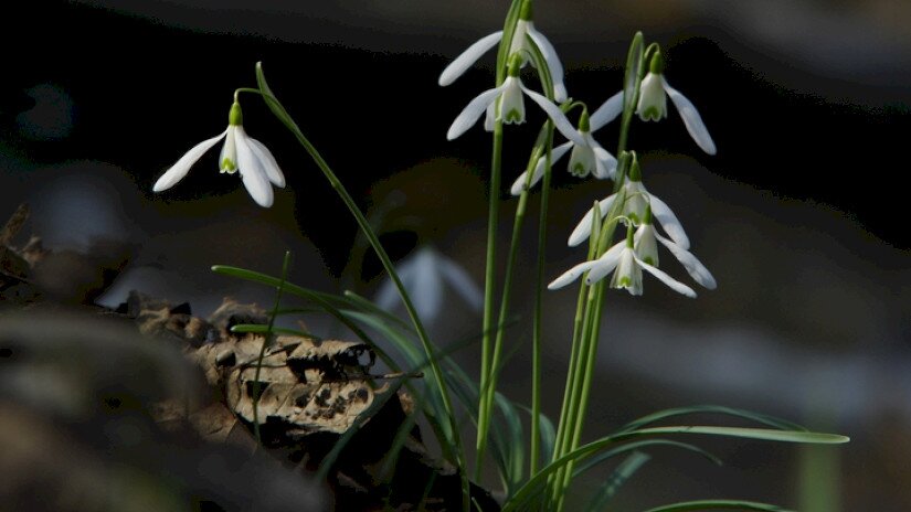Hóvirág (Galanthus nivalis) 