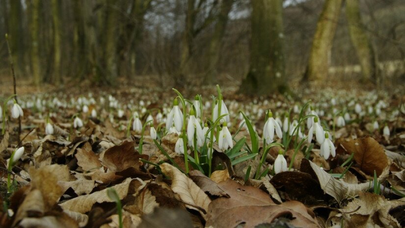 Hóvirág (Galanthus nivalis) élőhely