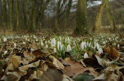 Hóvirág (Galanthus nivalis) élőhely