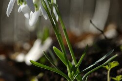 Hóvirág (Galanthus nivalis)