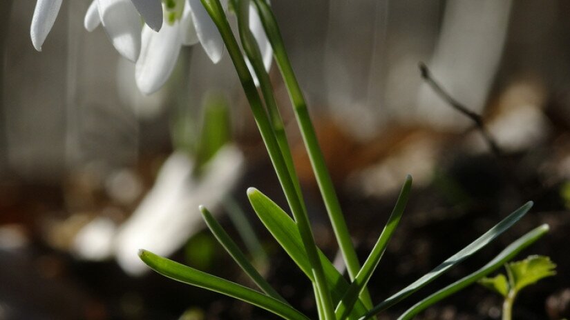 Hóvirág (Galanthus nivalis)