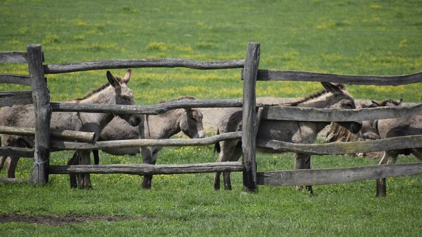 Hungarian donkeys at the Manor, Saldföld