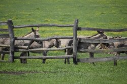 Hungarian donkeys at the Manor, Saldföld