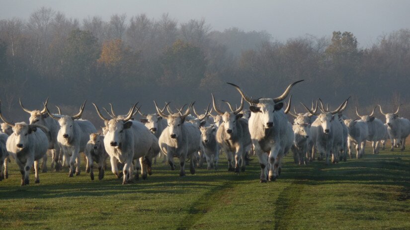 Hungarian grey cattles in the Káli Basin