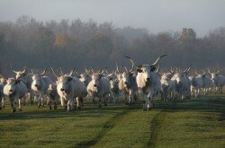 Hungarian grey cattles in the Káli Basin