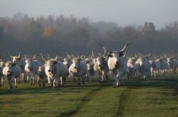 Hungarian grey cattles in the Káli Basin