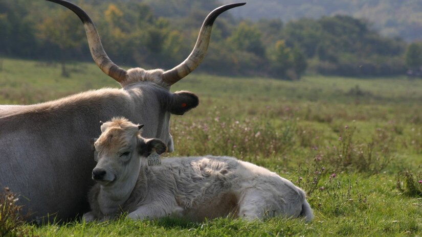 Hungarian grey cattles in the Káli Basin