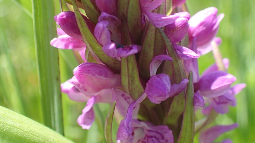 Hússzínű ujjaskosbor