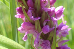 Hússzínű ujjaskosbor