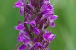 Hússzínű ujjaskosbor (Dactylorhiza incarnata)