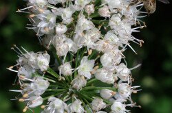 Illatos hagyma (Allium suaveolens)