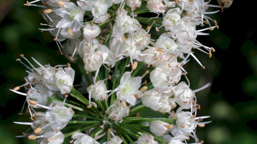 Illatos hagyma (Allium suaveolens)