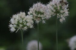 Illatos hagyma (Allium suaveolens)
