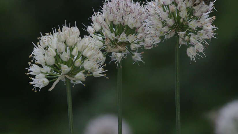 Illatos hagyma (Allium suaveolens)