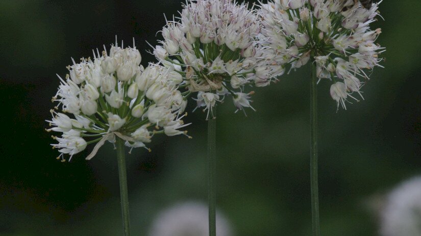 Illatos hagyma (Allium suaveolens)
