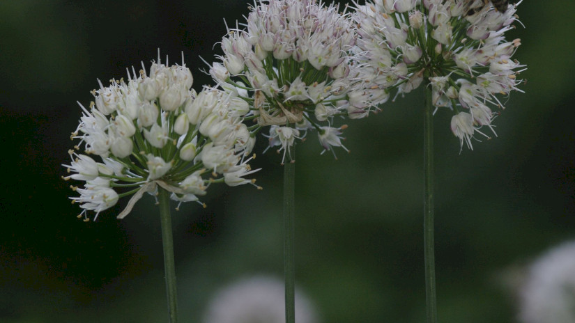 Illatos hagyma (Allium suaveolens)