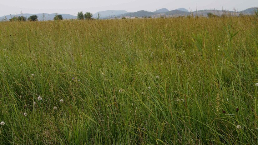 illatos hagyma (Allium suaveolens) élőhely