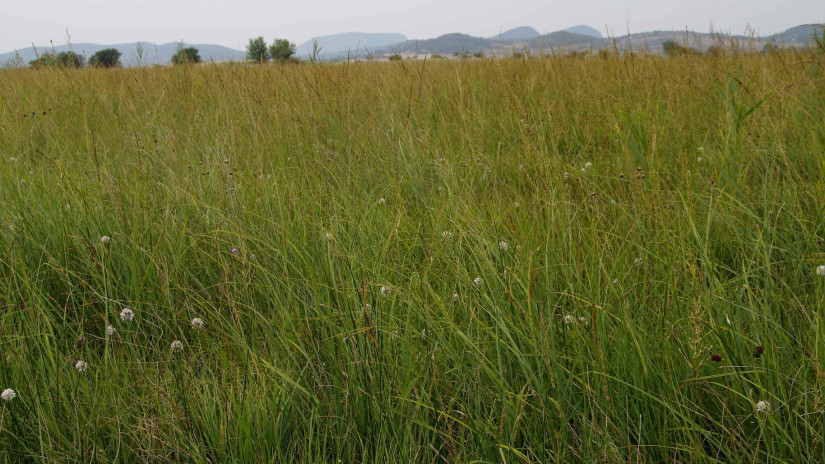 illatos hagyma (Allium suaveolens) élőhely
