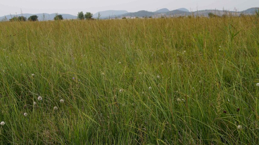 illatos hagyma (Allium suaveolens) élőhely