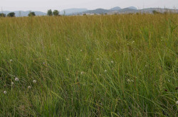 illatos hagyma (Allium suaveolens) élőhely
