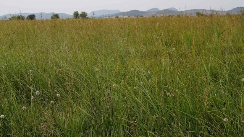 illatos hagyma (Allium suaveolens) élőhely