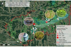 Inváziós fajok elleni beavatkozások a Balaton-felvidéki Nemzeti Park Igazgatóság területén 2022-ben