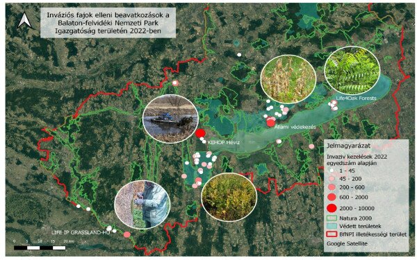 Inváziós fajok elleni beavatkozások a Balaton-felvidéki Nemzeti Park Igazgatóság területén 2022-ben