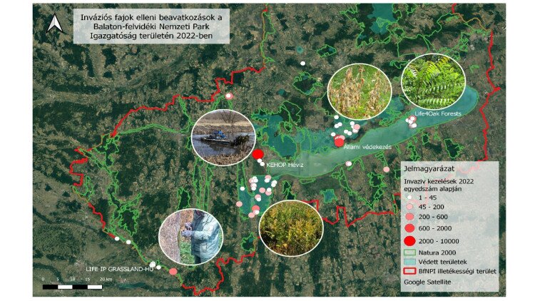 Inváziós fajok elleni beavatkozások a Balaton-felvidéki Nemzeti Park Igazgatóság területén 2022-ben