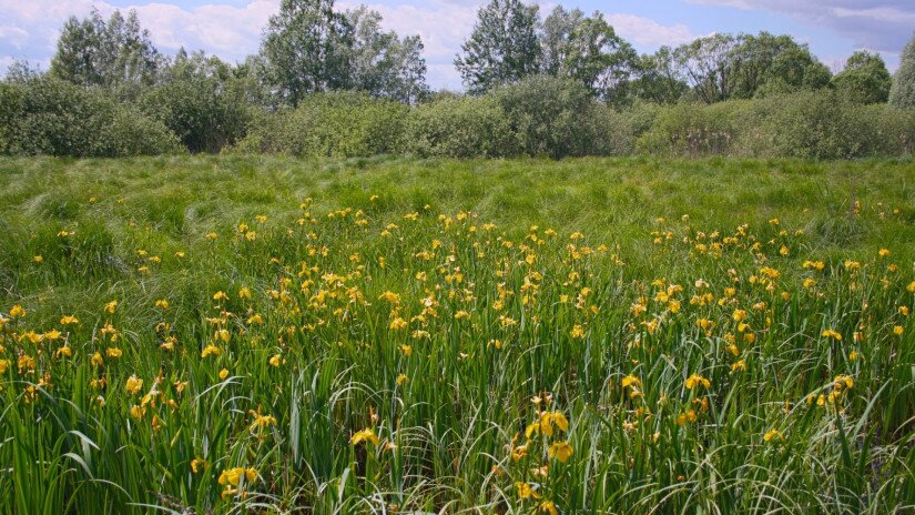 Iris am Kis-Balaton