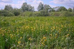 Iris am Kis-Balaton