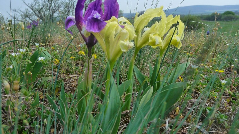 Iris plants in the Káli Básin