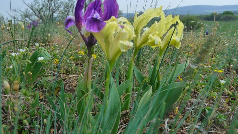 Iris plants in the Káli Básin