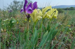 Iris plants in the Káli Básin