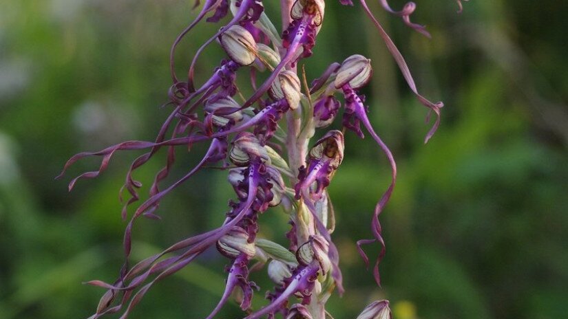 Janka-sallangvirág (Himantoglossum jankae)