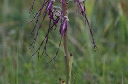 Janka-sallangvirág (Himantoglossum jankae)