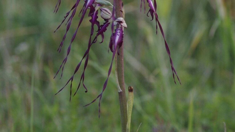 Janka-sallangvirág (Himantoglossum jankae)